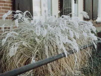 Siergrassen met rijp in een onderhouden tuin