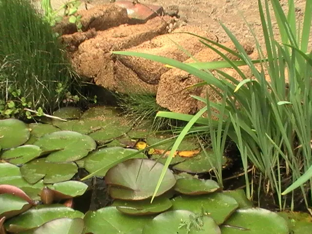 Waterlelies in een vijverrand — project van Paul Coenen Hovenier