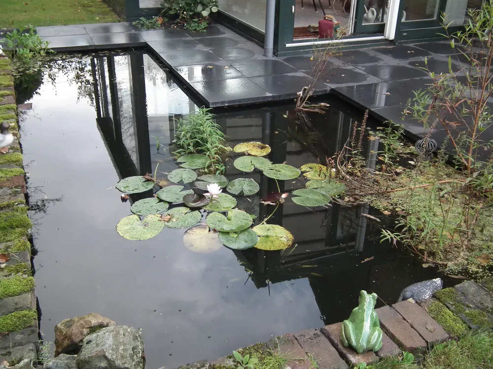 Vijver met waterlelies langs de glazen wand van een tuinkamer